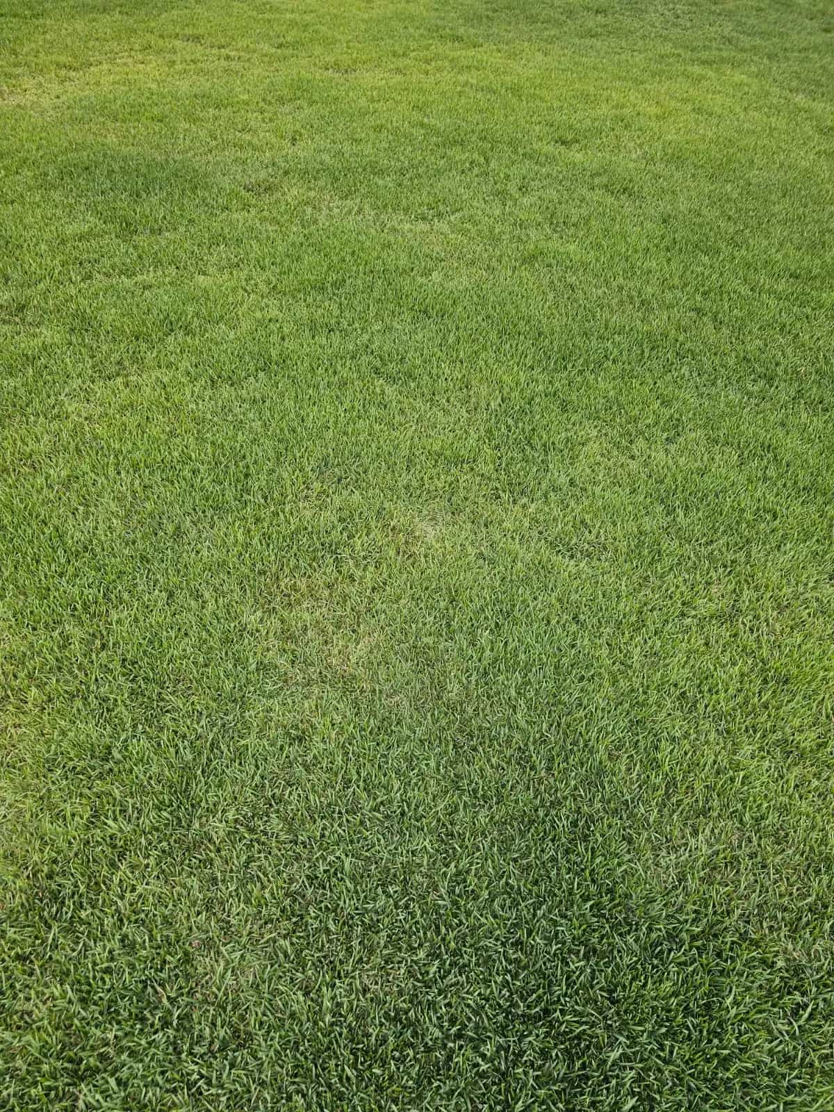Plantação de grama em fase de crescimento, vista do solo