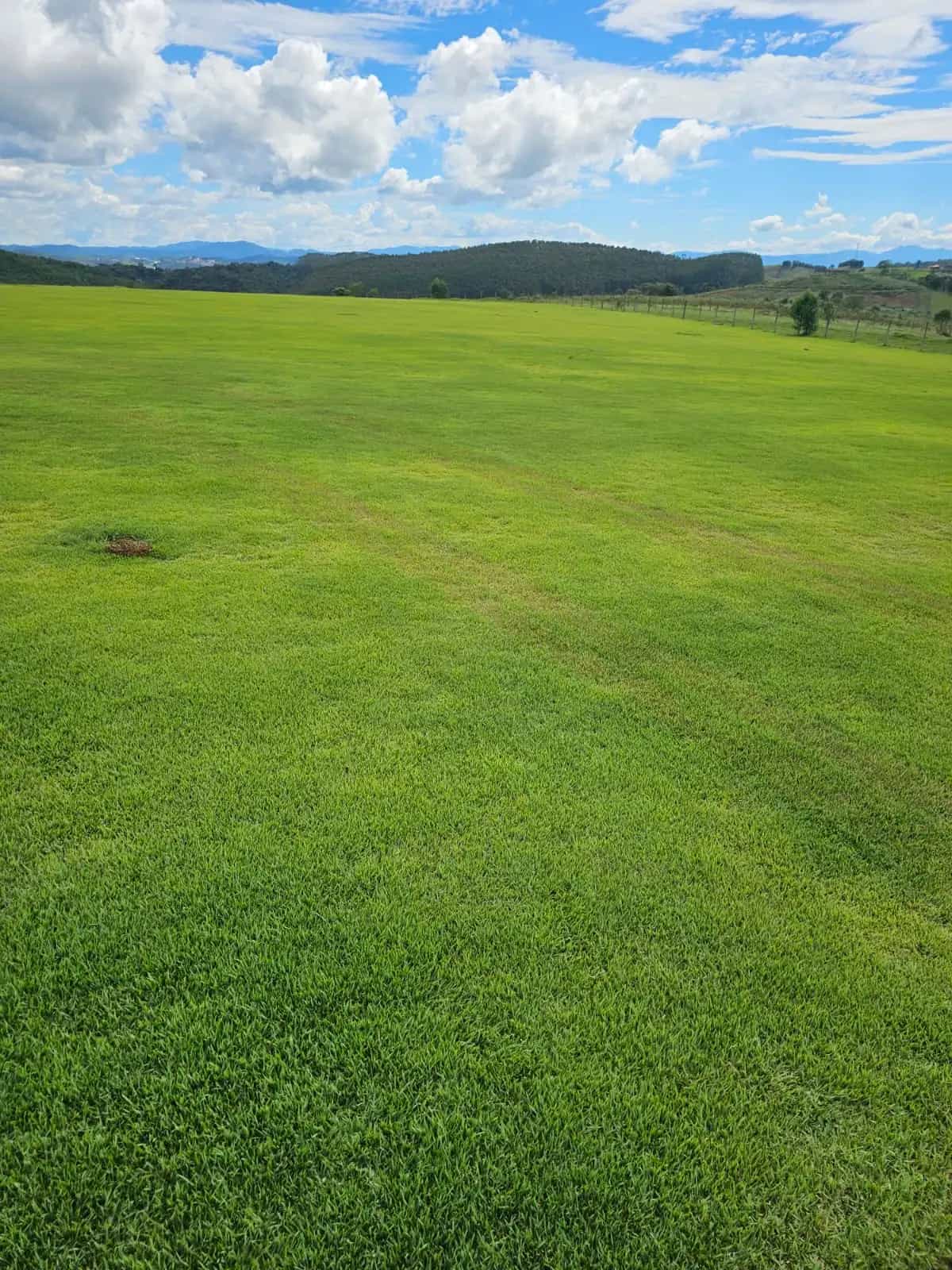 Vista ampla dos gramados de cultivo prontos para colheita